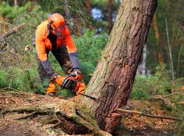 Why Choose Our Tree Removal Services in Kings Point, NY?