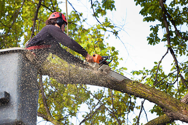 Professional  Tree Services in Kings Point, NY